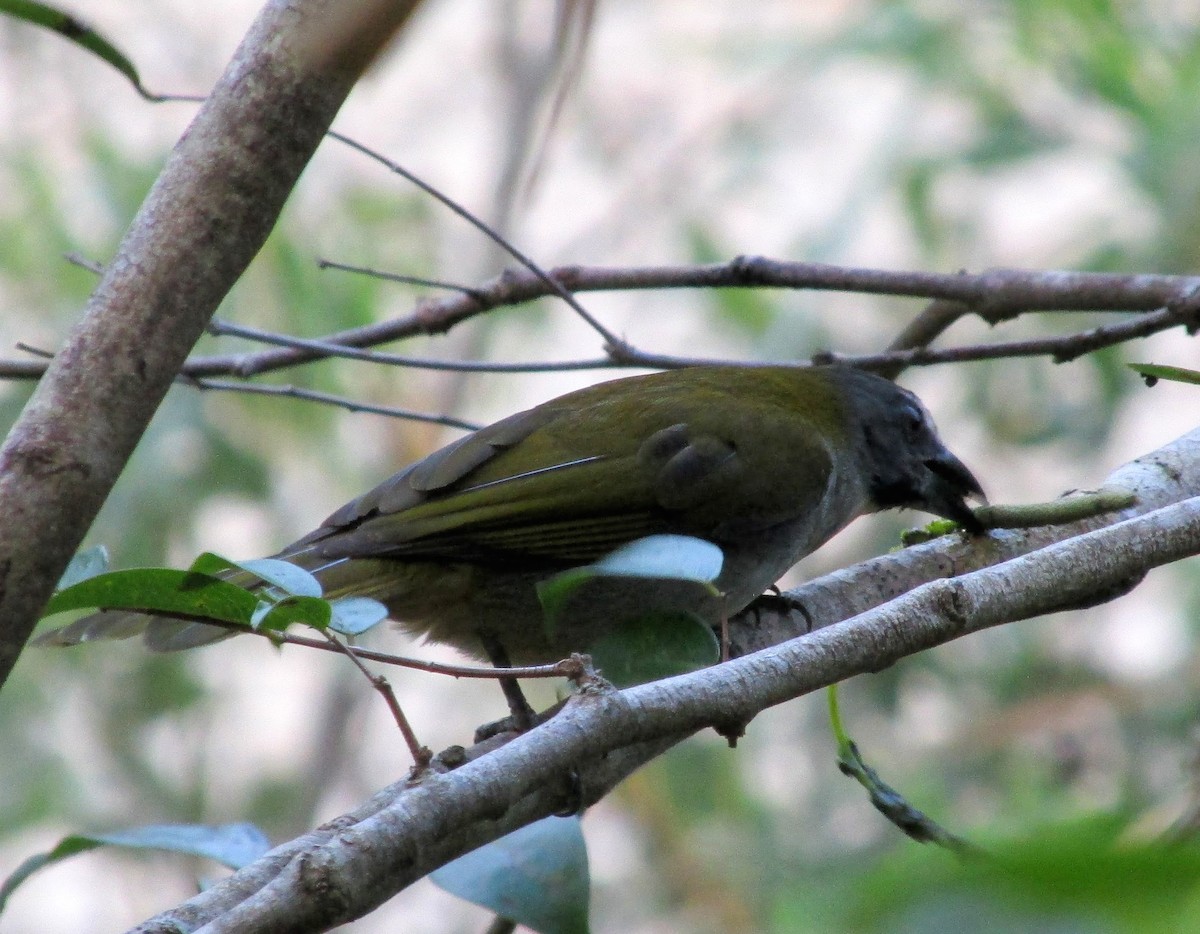 Buff-throated Saltator - ML313327741