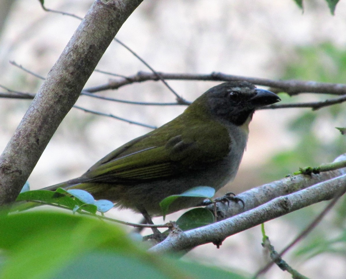 Buff-throated Saltator - ML313327761