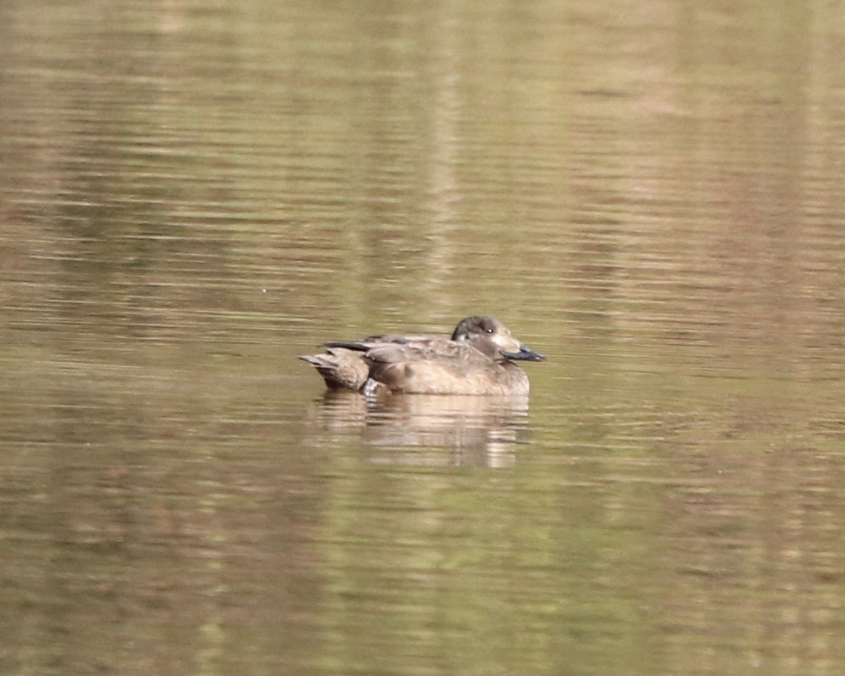 White-winged Scoter - ML313328681