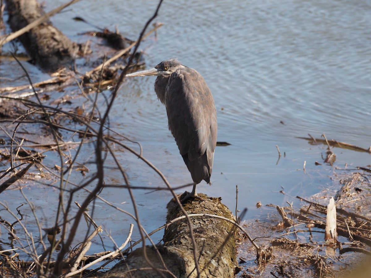 Great Blue Heron - ML313329451