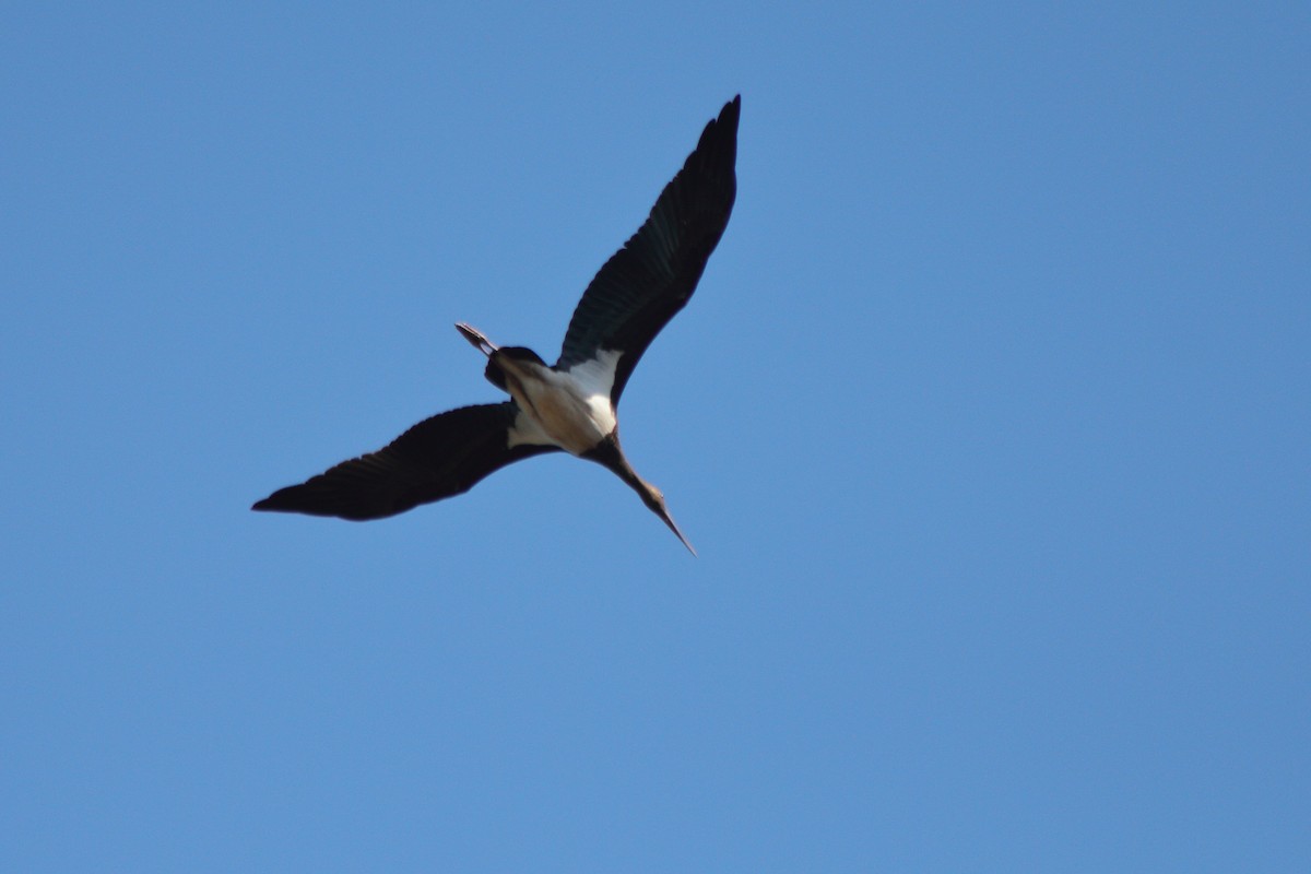 Black Stork - Pedro Cardia