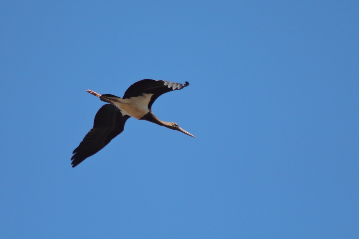 Black Stork - Pedro Cardia