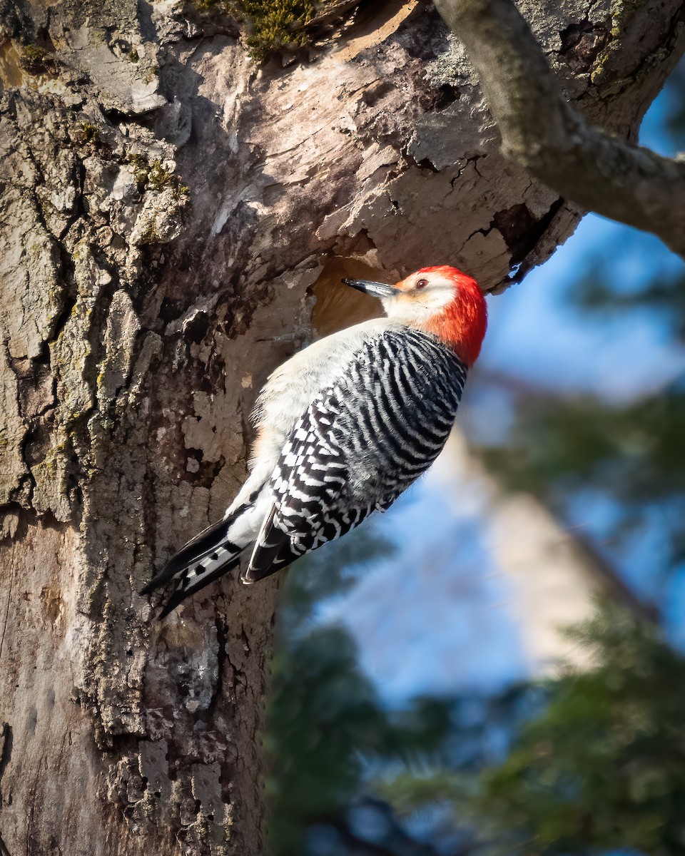 Red-bellied Woodpecker - Miguel A. Corona