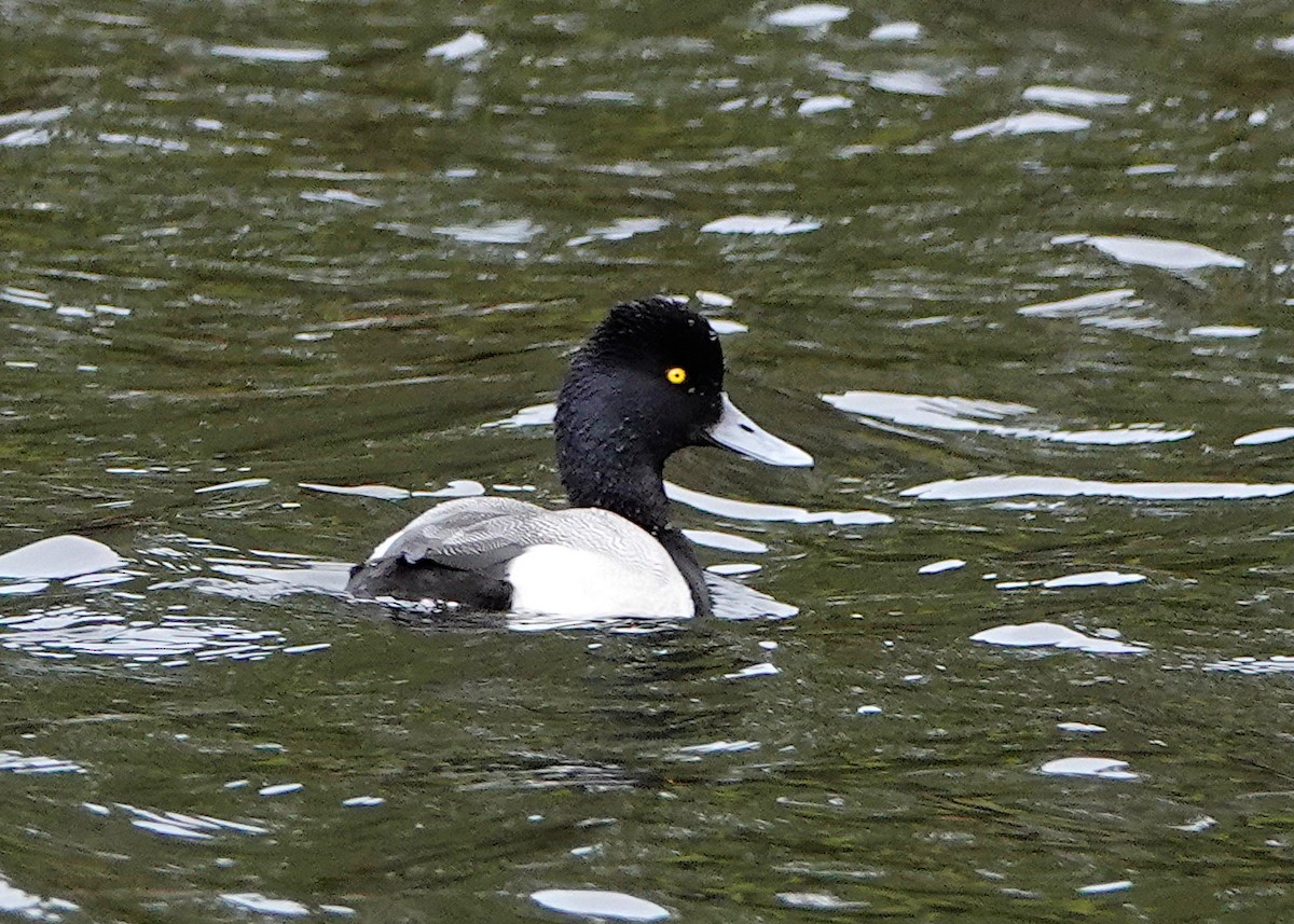Lesser Scaup - Peter Fang/ Gloria Smith