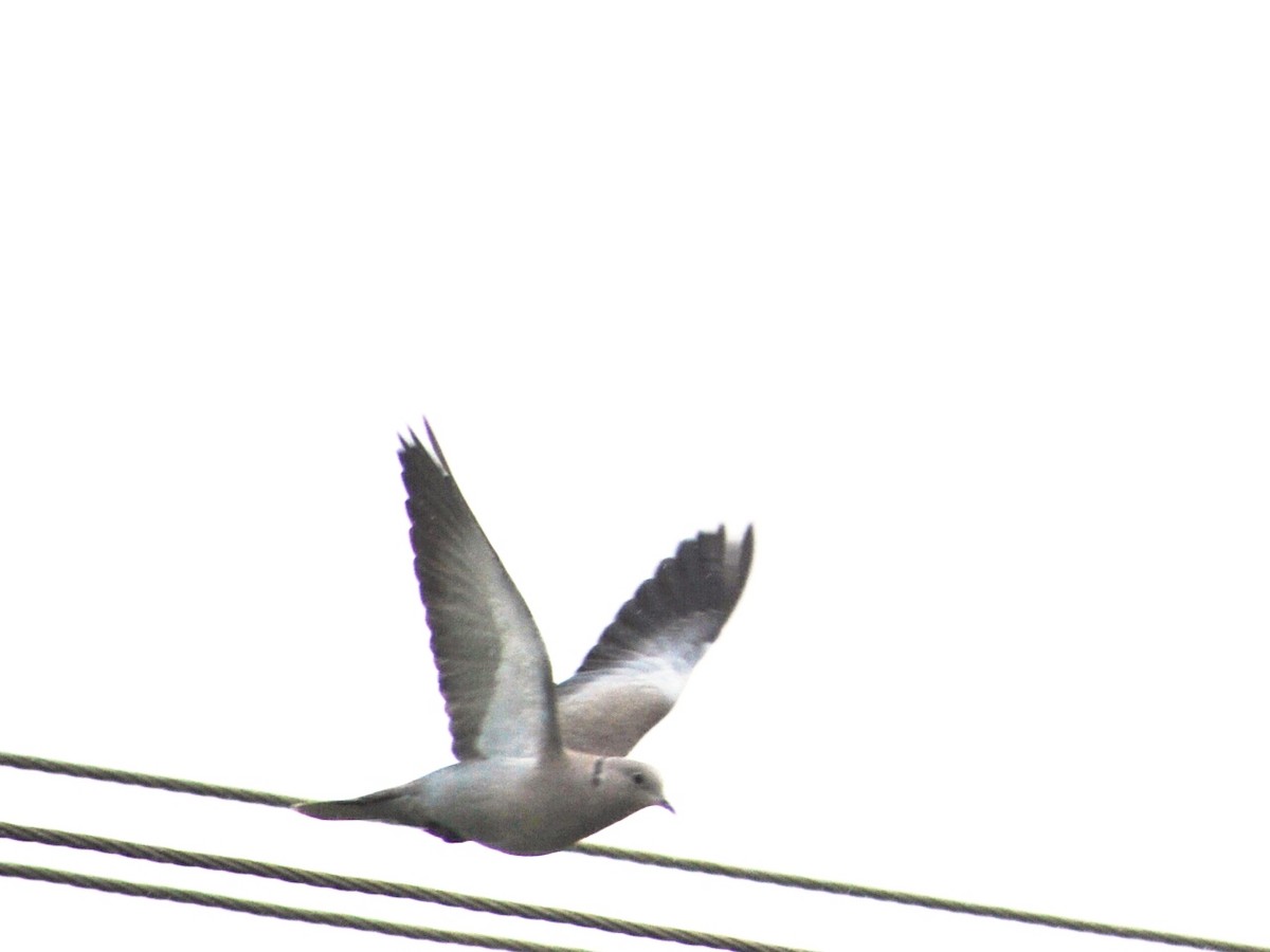 Eurasian Collared-Dove - ML31333271
