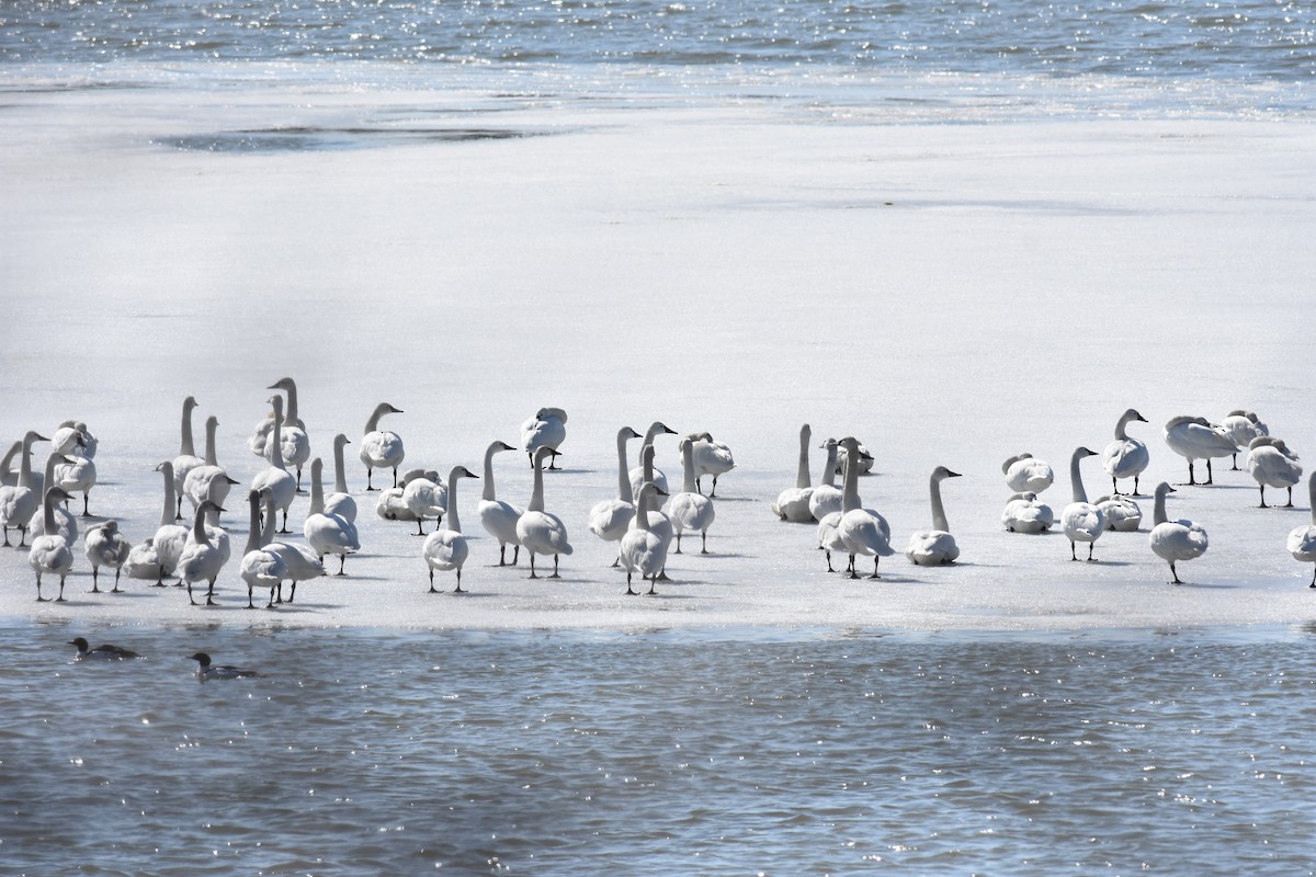 Tundra Swan - ML313332911