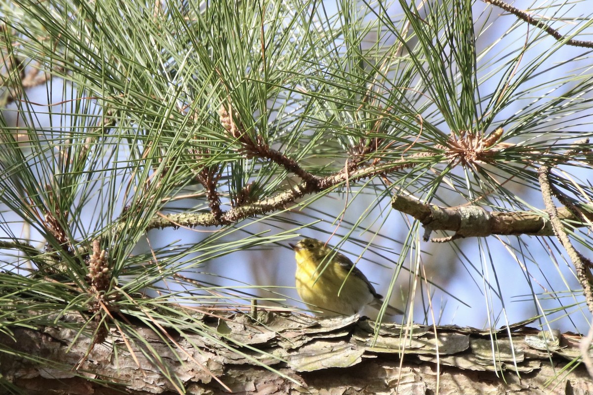 Pine Warbler - Kelly Krechmer