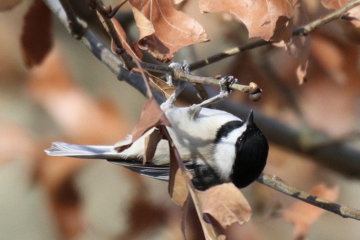 Carolina Chickadee - ML313333281