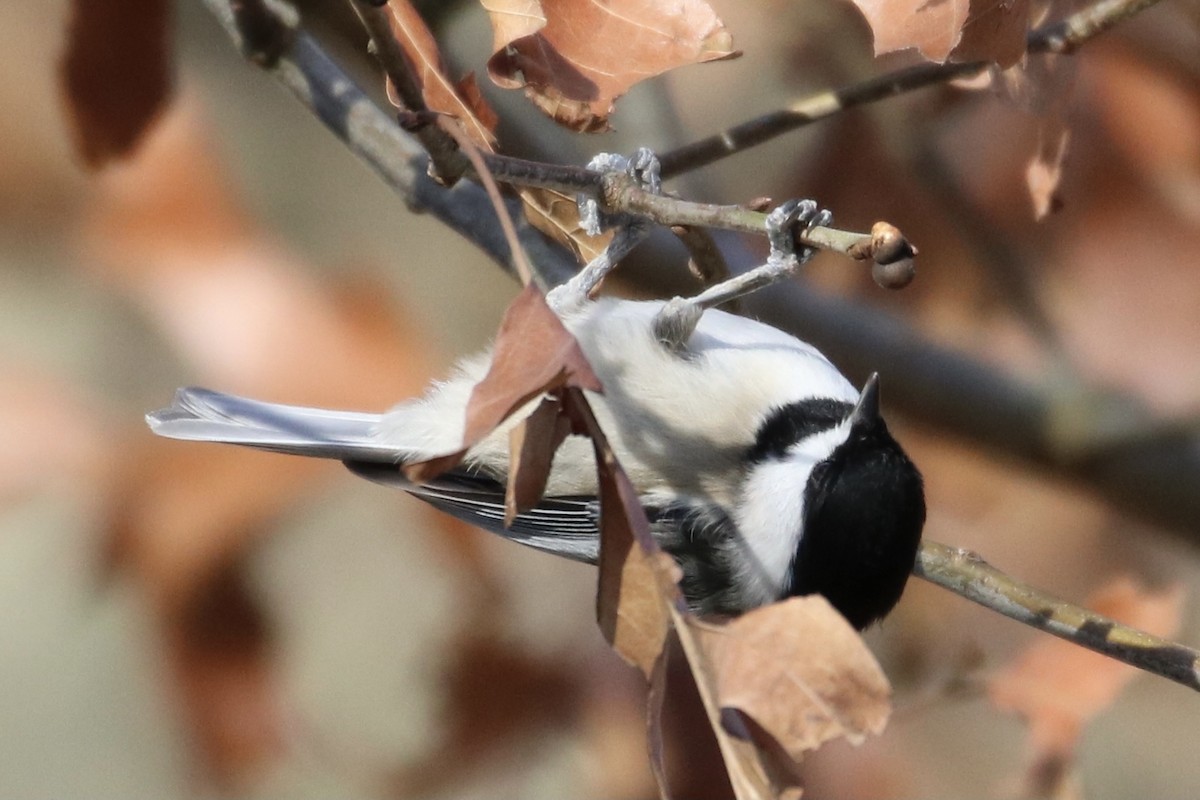 Carolina Chickadee - ML313333291