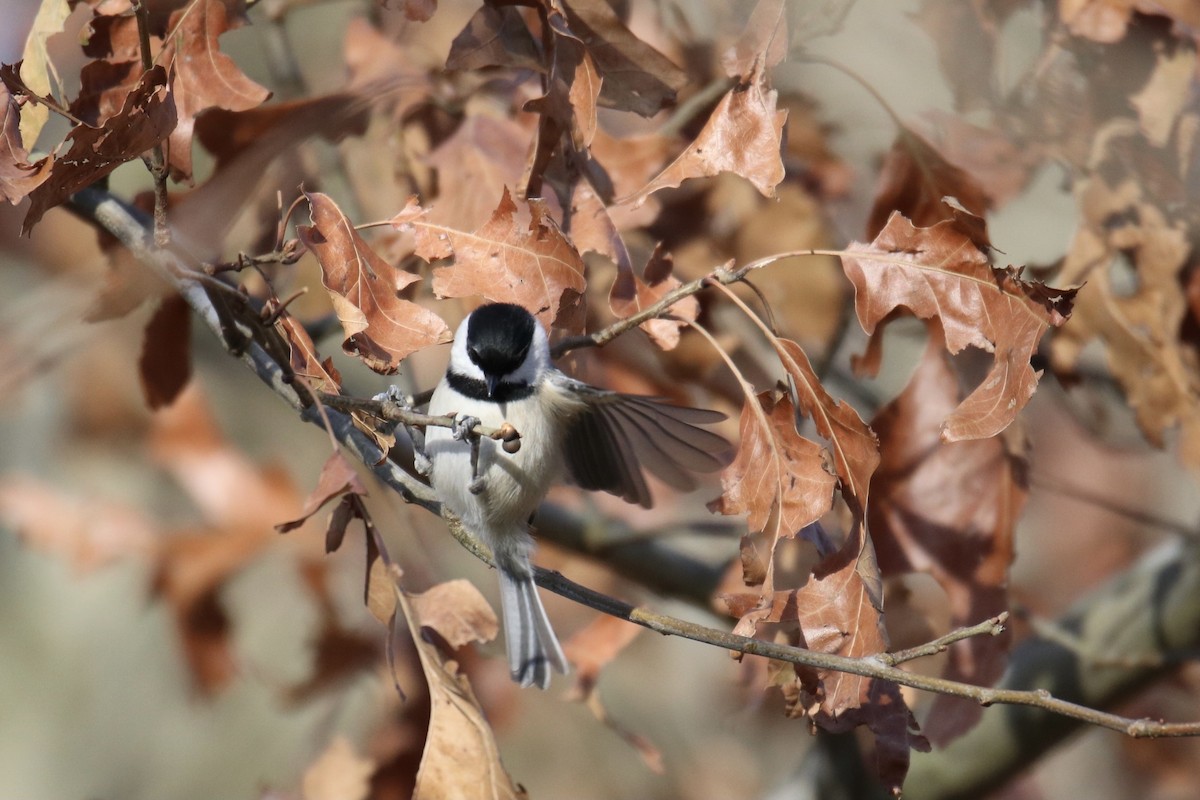 Carolina Chickadee - ML313333321