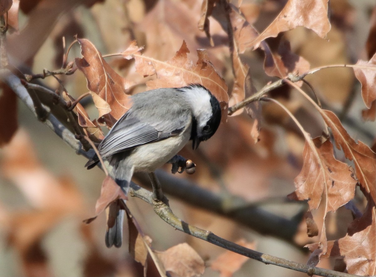 Carolina Chickadee - ML313333331