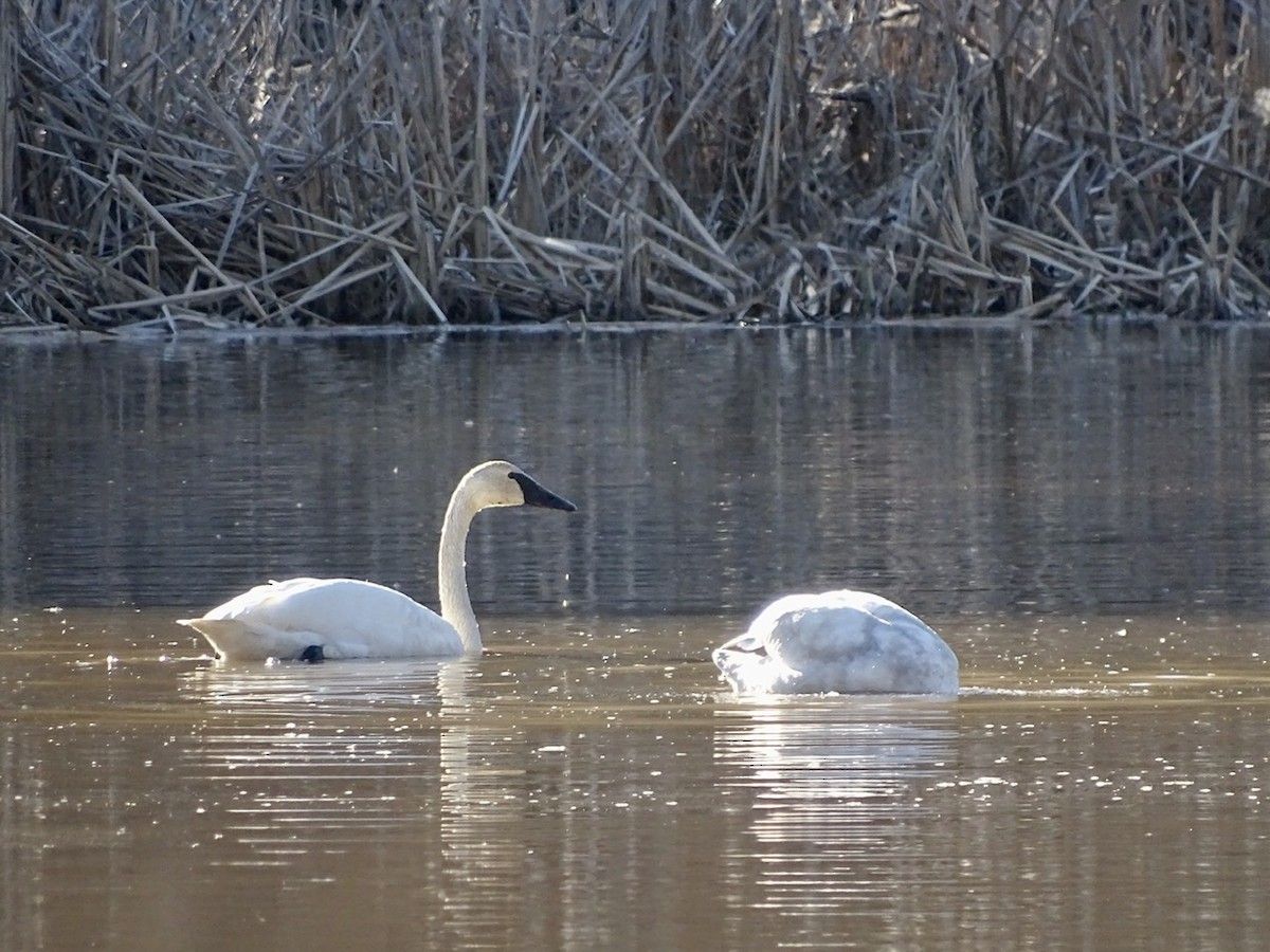 Tundra Swan - ML313333341