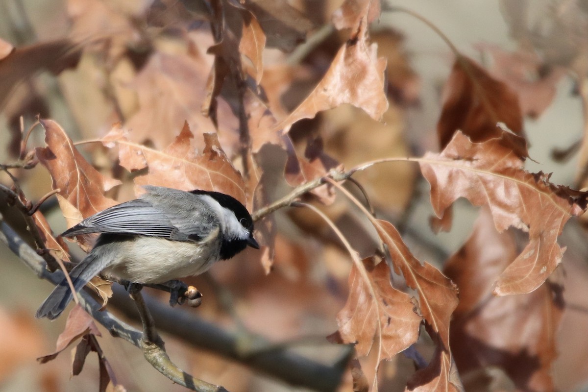 Carolina Chickadee - ML313333351