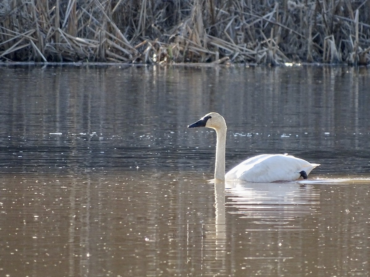 Tundra Swan - ML313333371