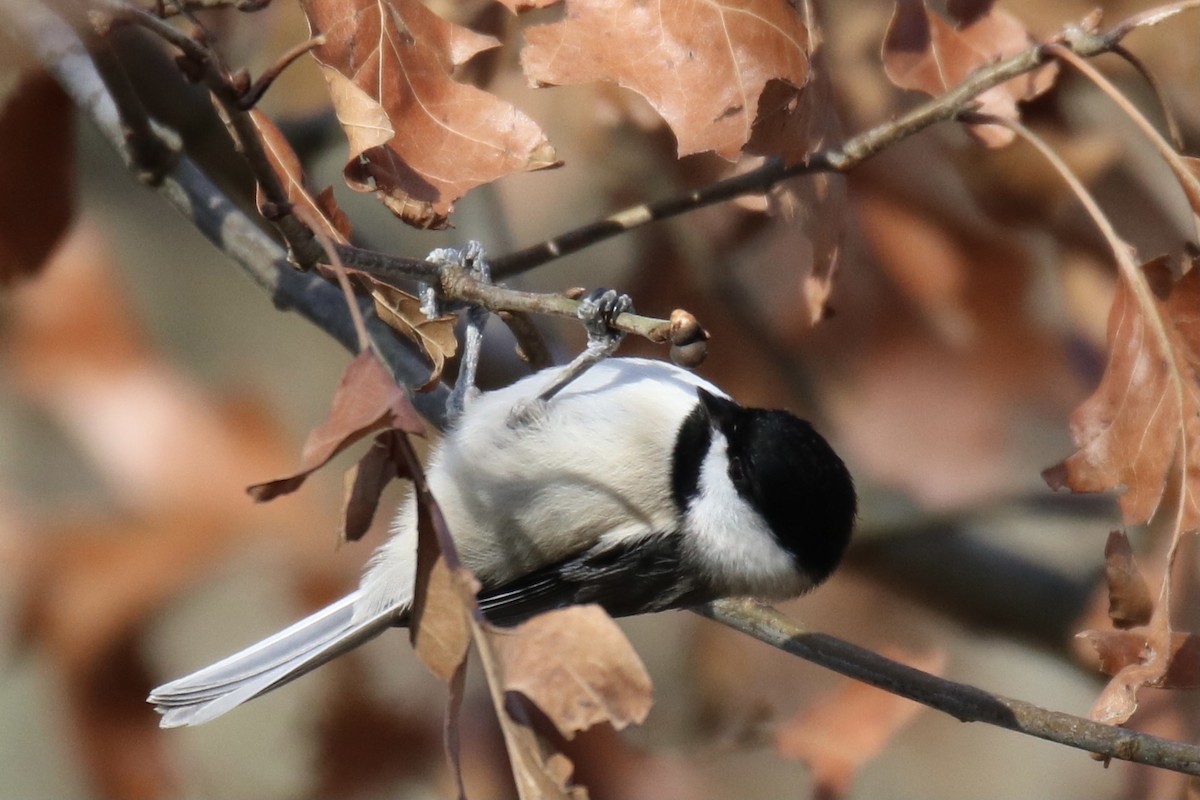 Carolina Chickadee - ML313333381