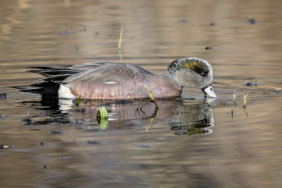 American Wigeon - ML313333391