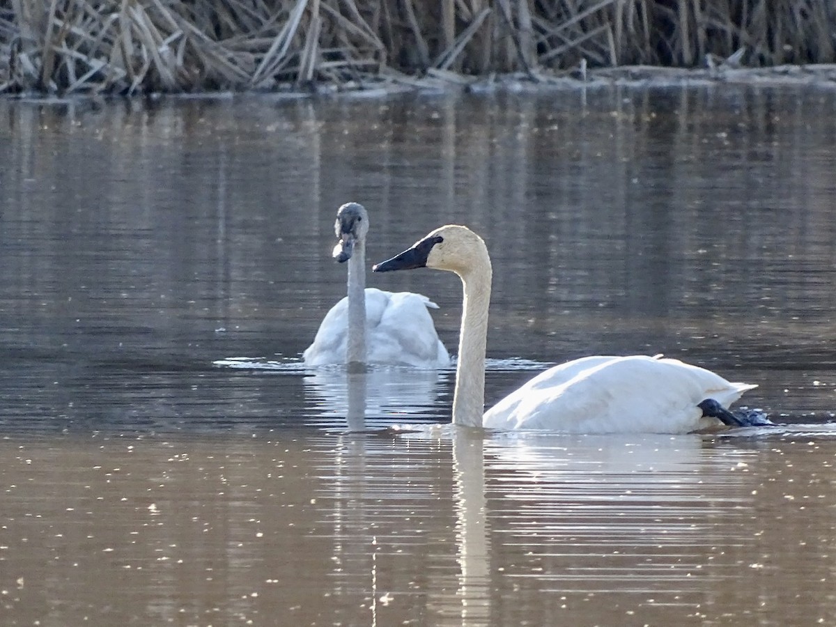 Tundra Swan - ML313333421