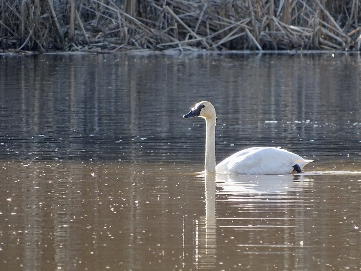 Tundra Swan - ML313333451