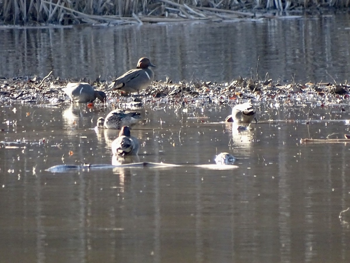 Green-winged Teal - ML313333531