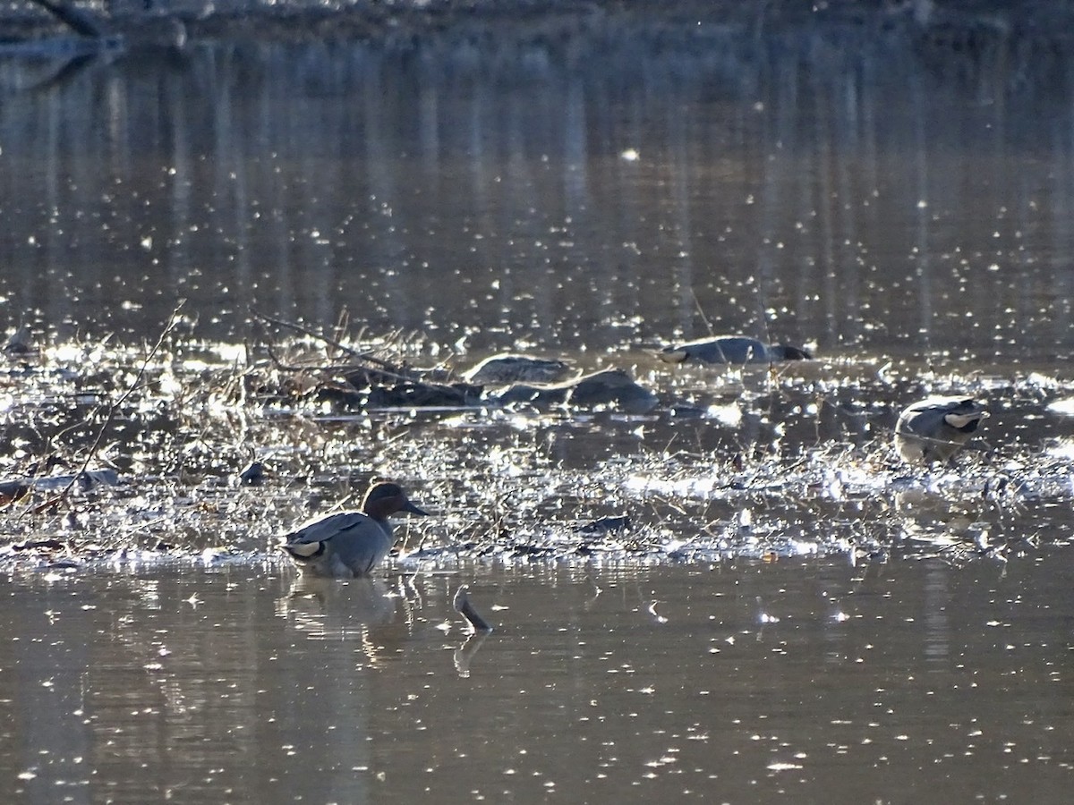 Green-winged Teal - ML313333561