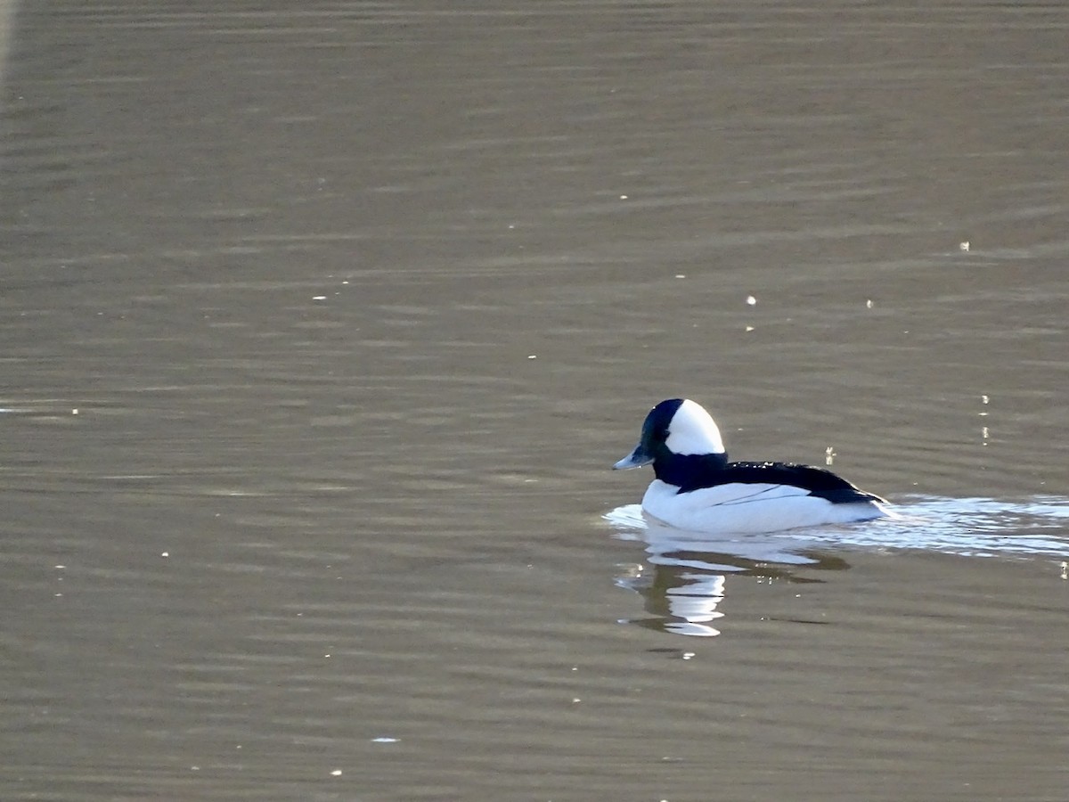 Bufflehead - ML313333571