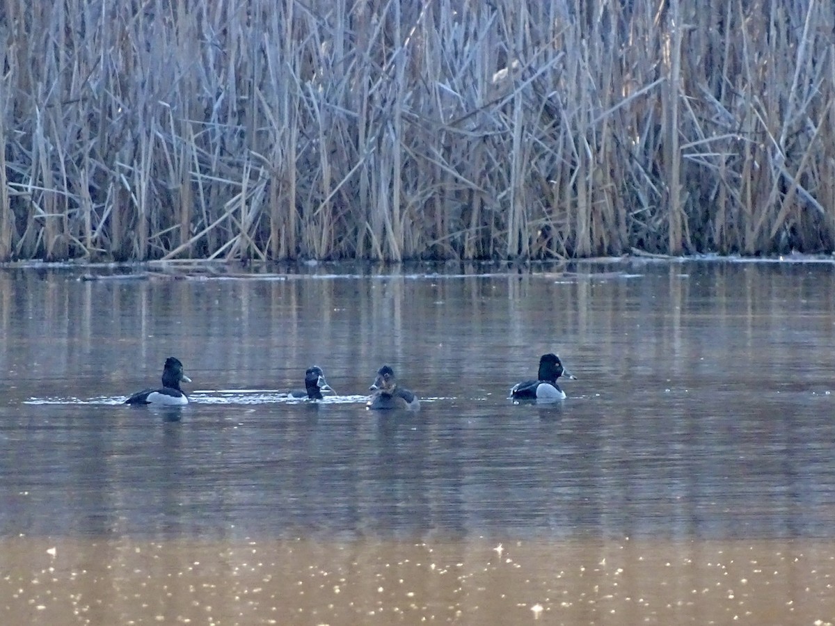 Ring-necked Duck - ML313333611