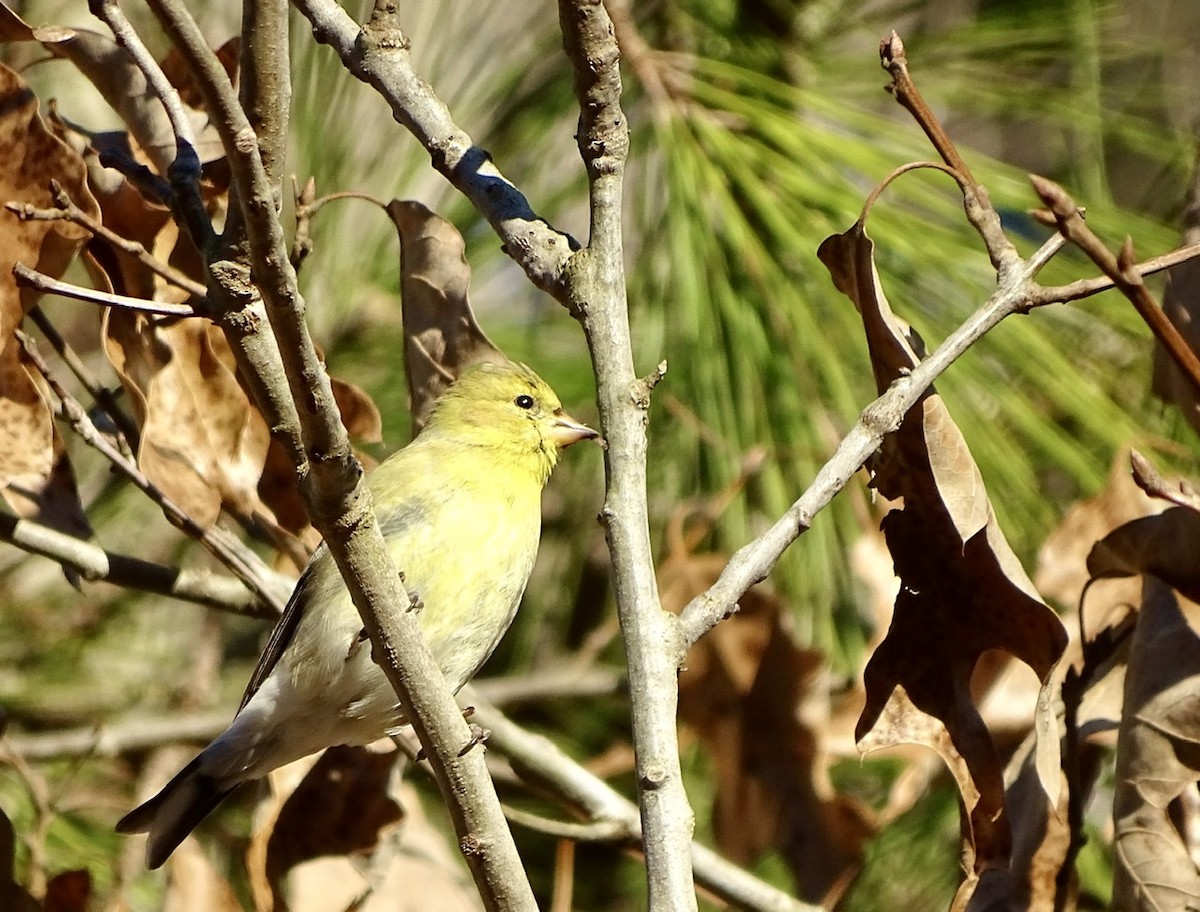 American Goldfinch - ML313333761