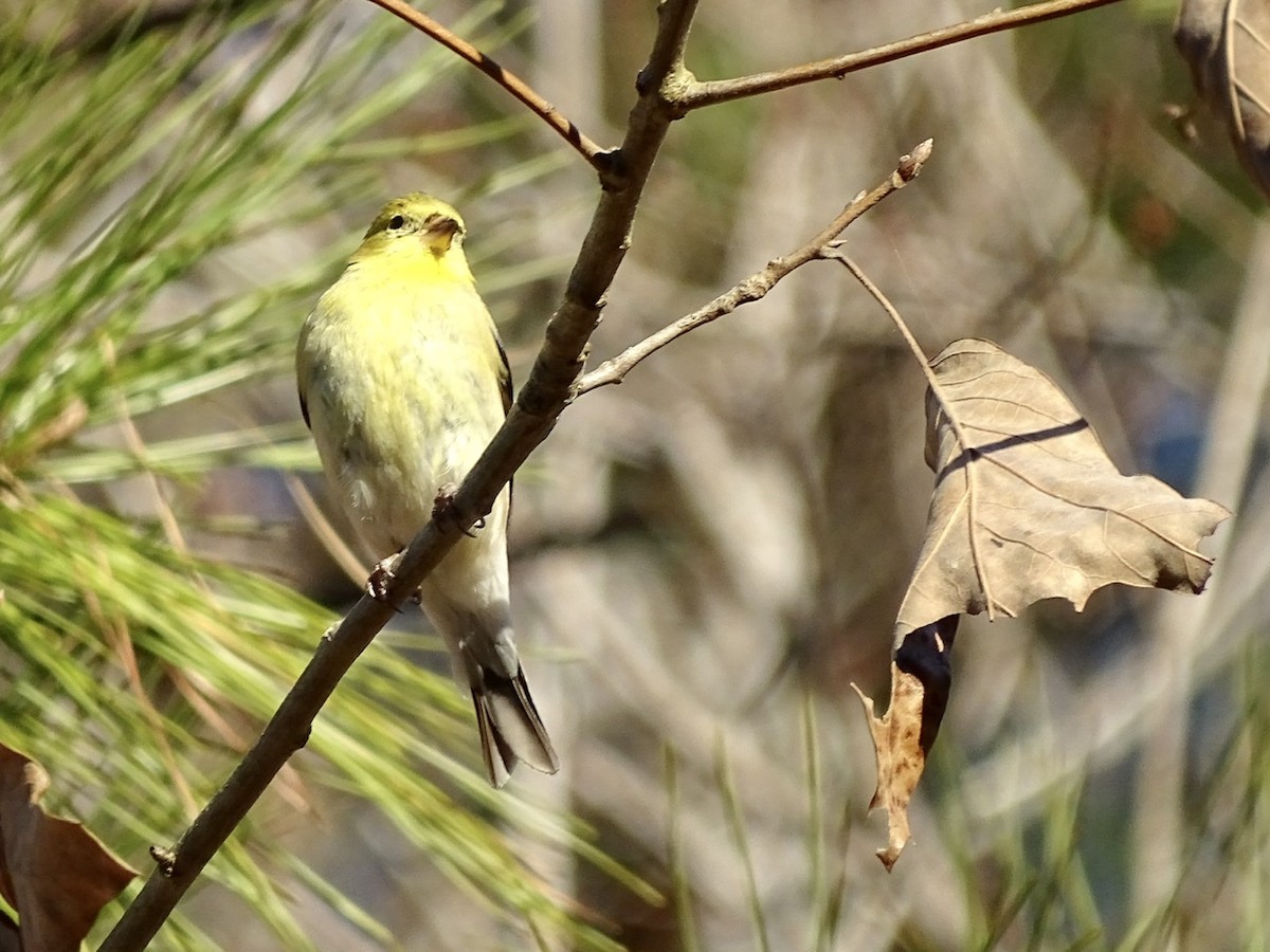 American Goldfinch - ML313333771