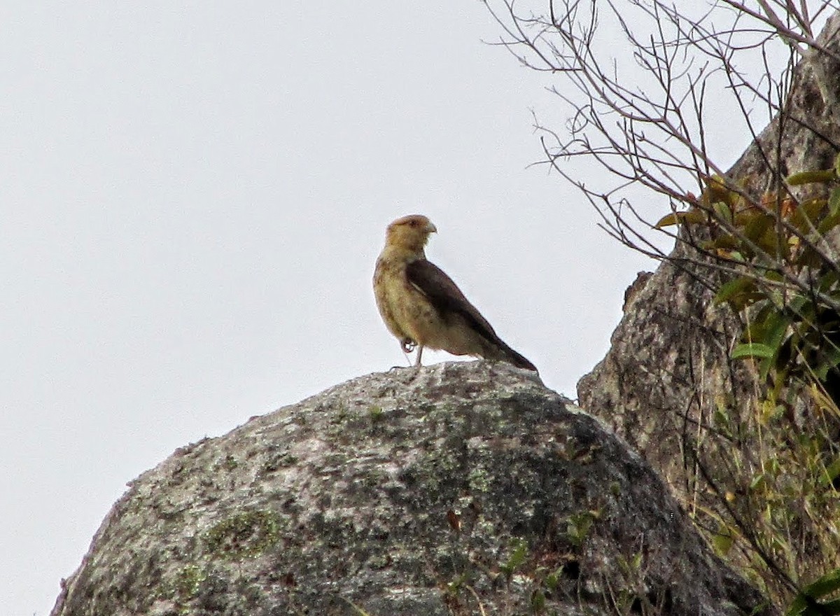 Caracara à tête jaune - ML313334061