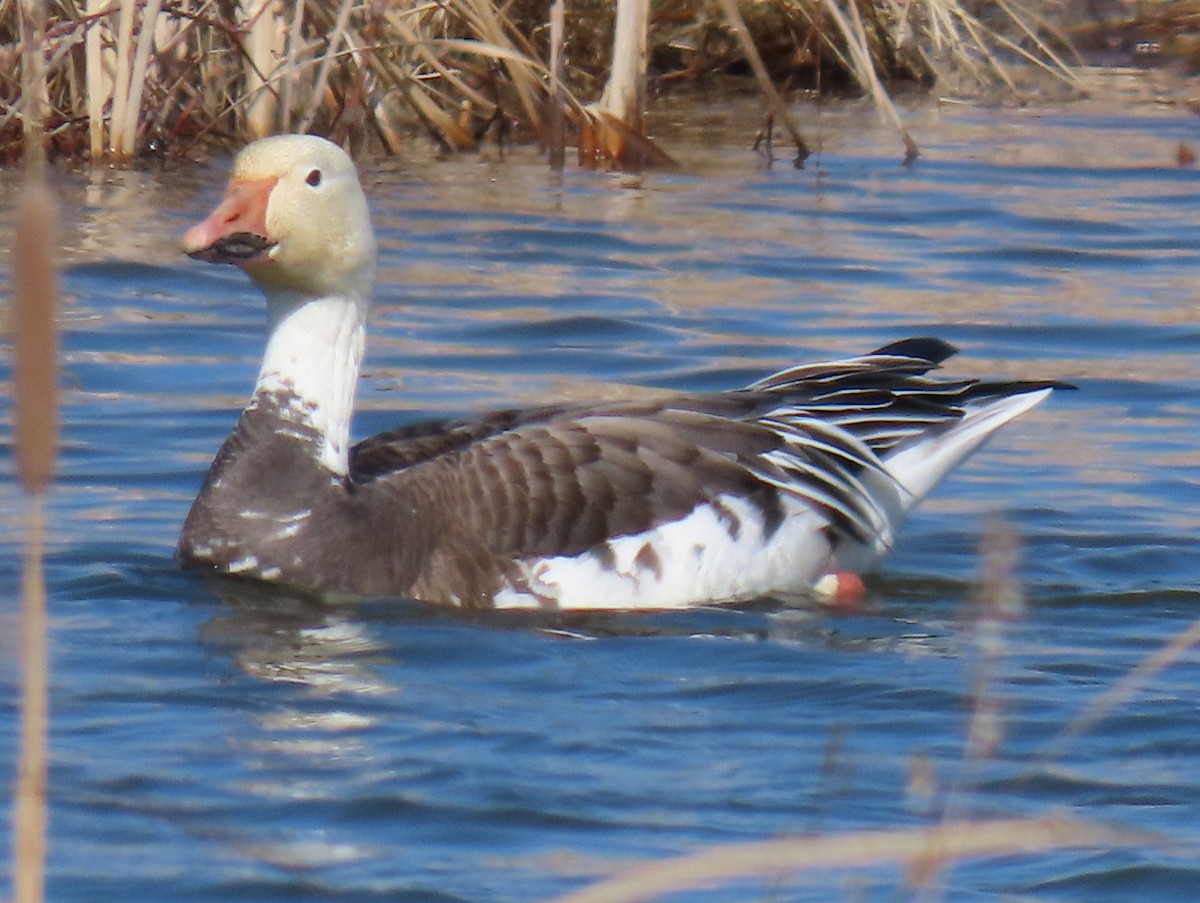 Snow Goose - Jim Proffitt