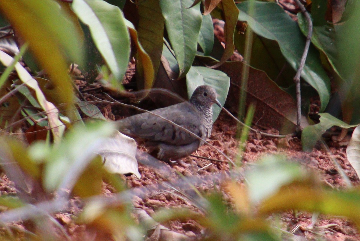 Common Ground Dove - ML313334721