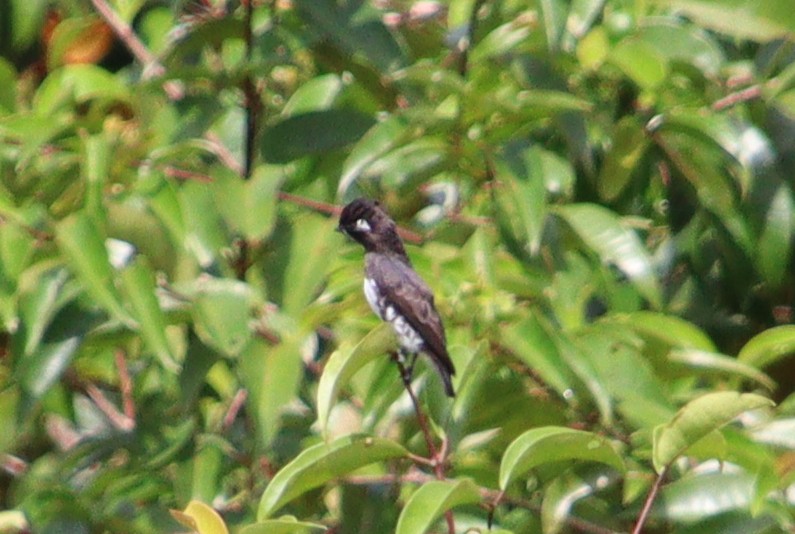 White-browed Purpletuft - Wayne Paes