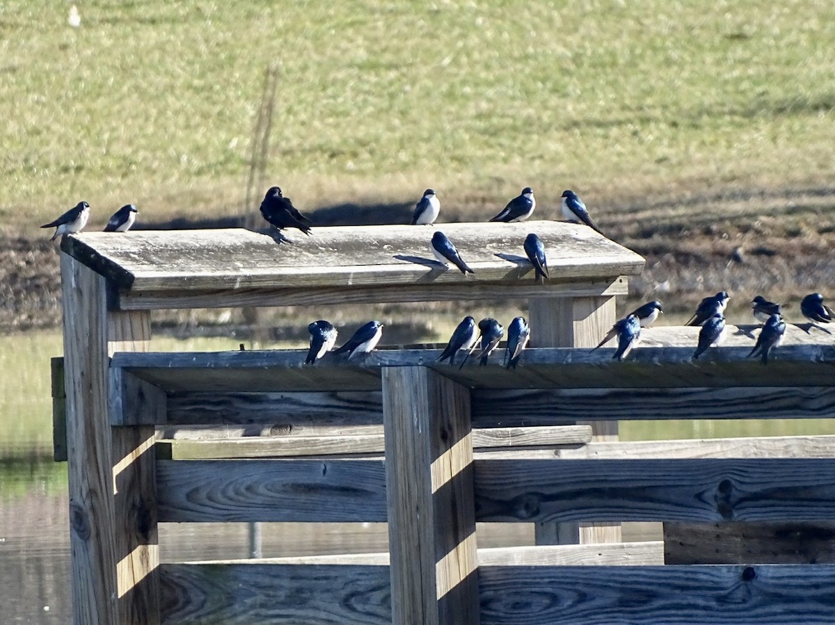 Purple Martin - ML313335341