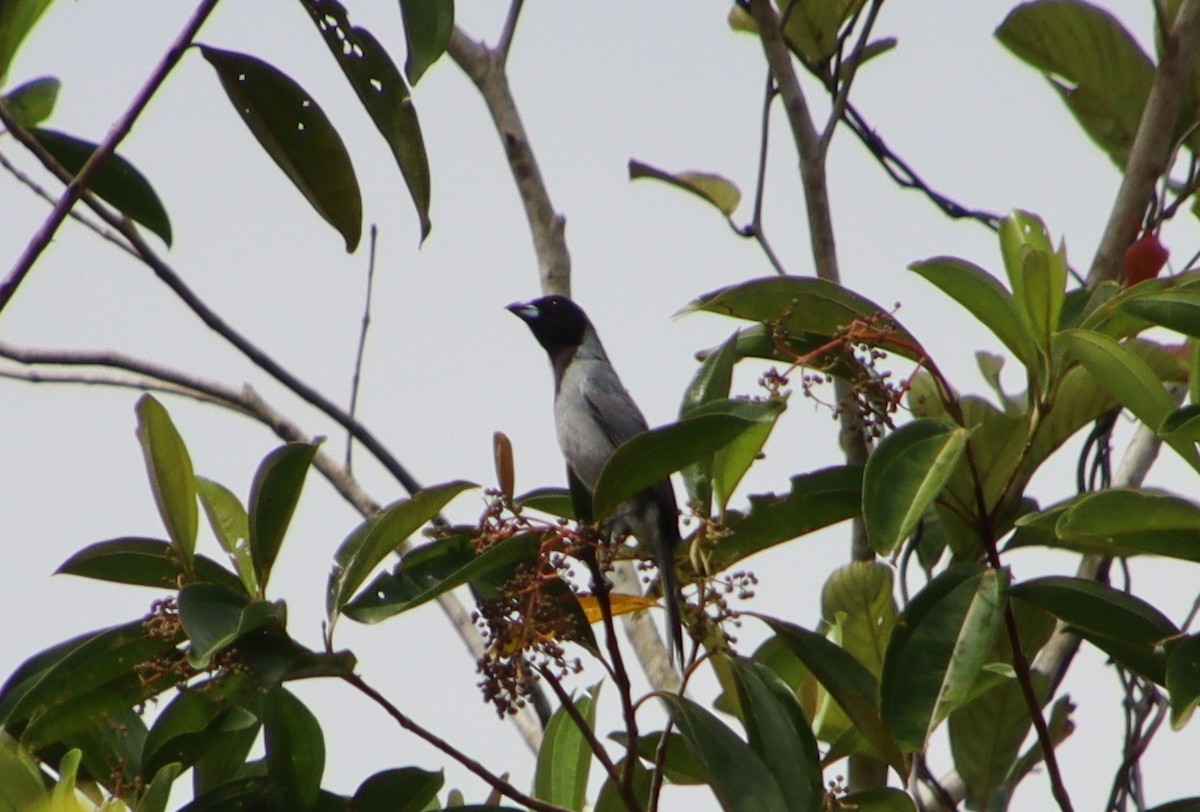 Black-faced Tanager - Wayne Paes