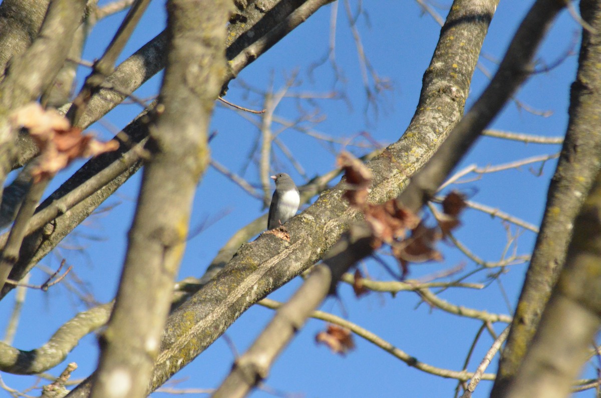 ユキヒメドリ（hyemalis／carolinensis） - ML313335561