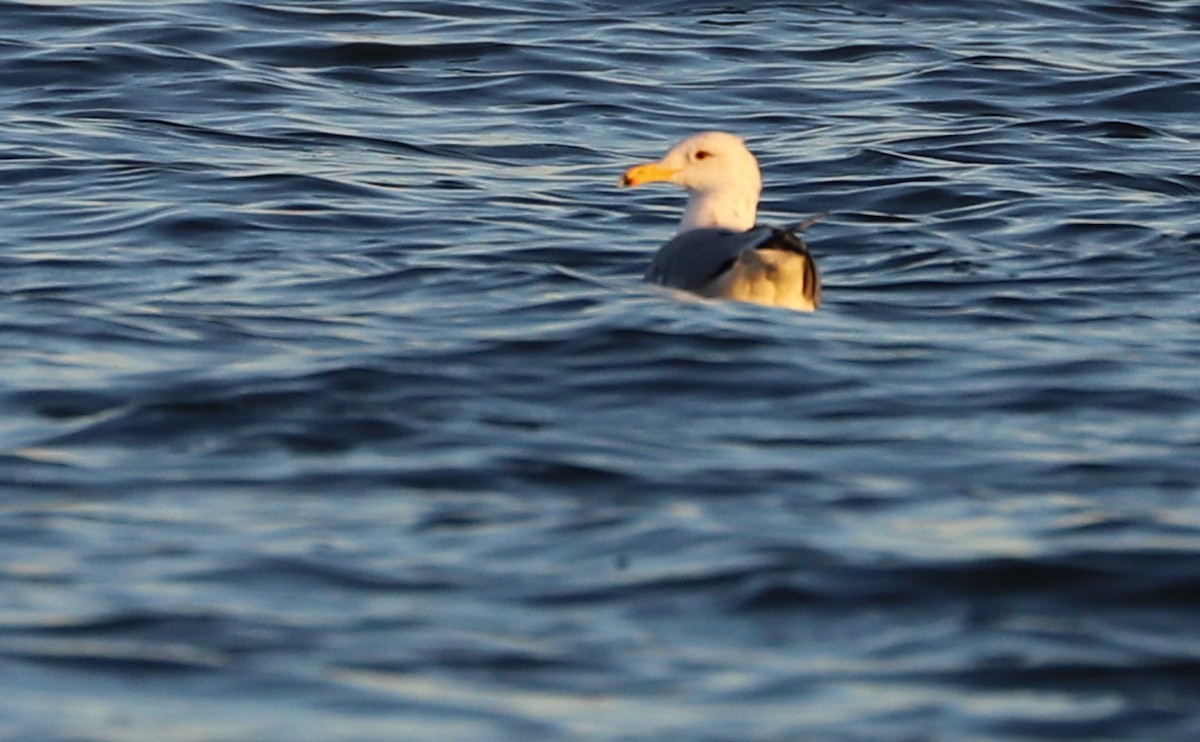 Gaviota Californiana - ML313335821