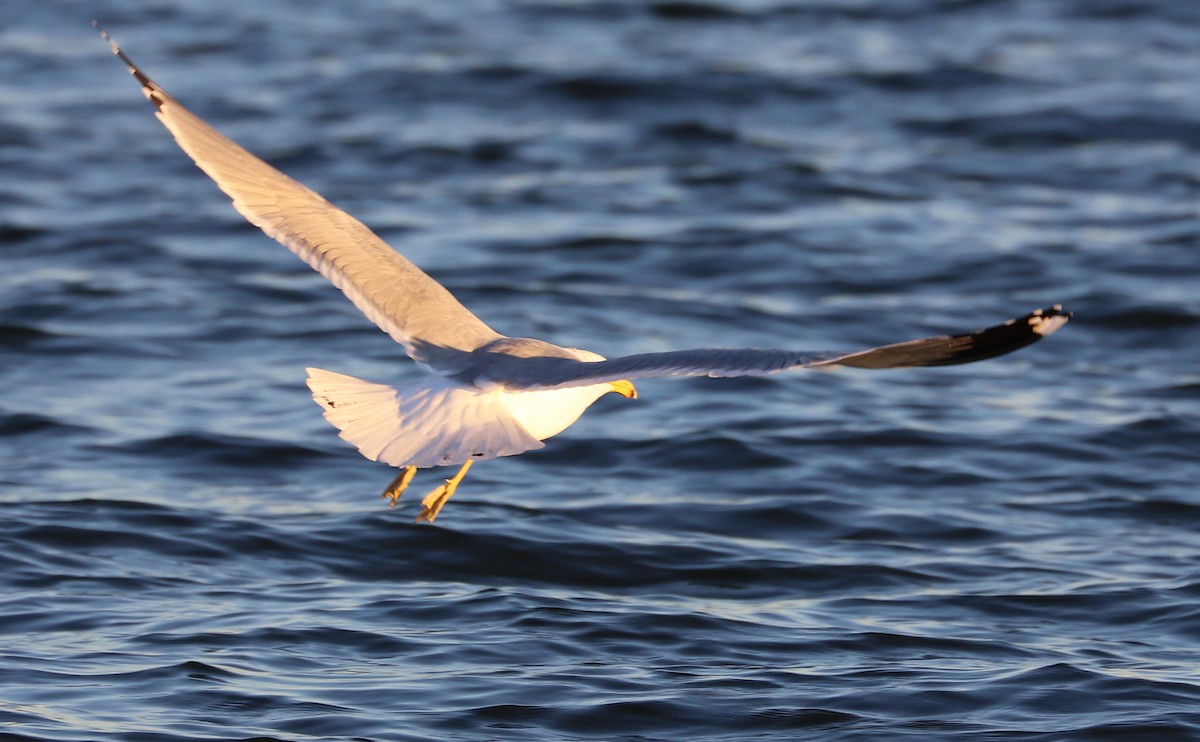 California Gull - Rob Bielawski