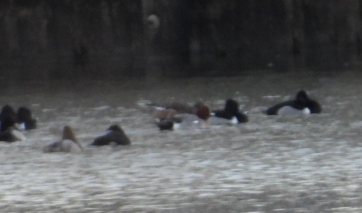 Eurasian Wigeon - ML313337491