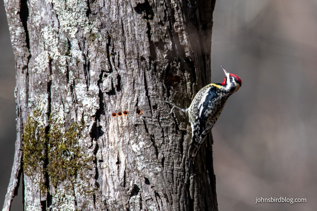 Yellow-bellied Sapsucker - ML313337501