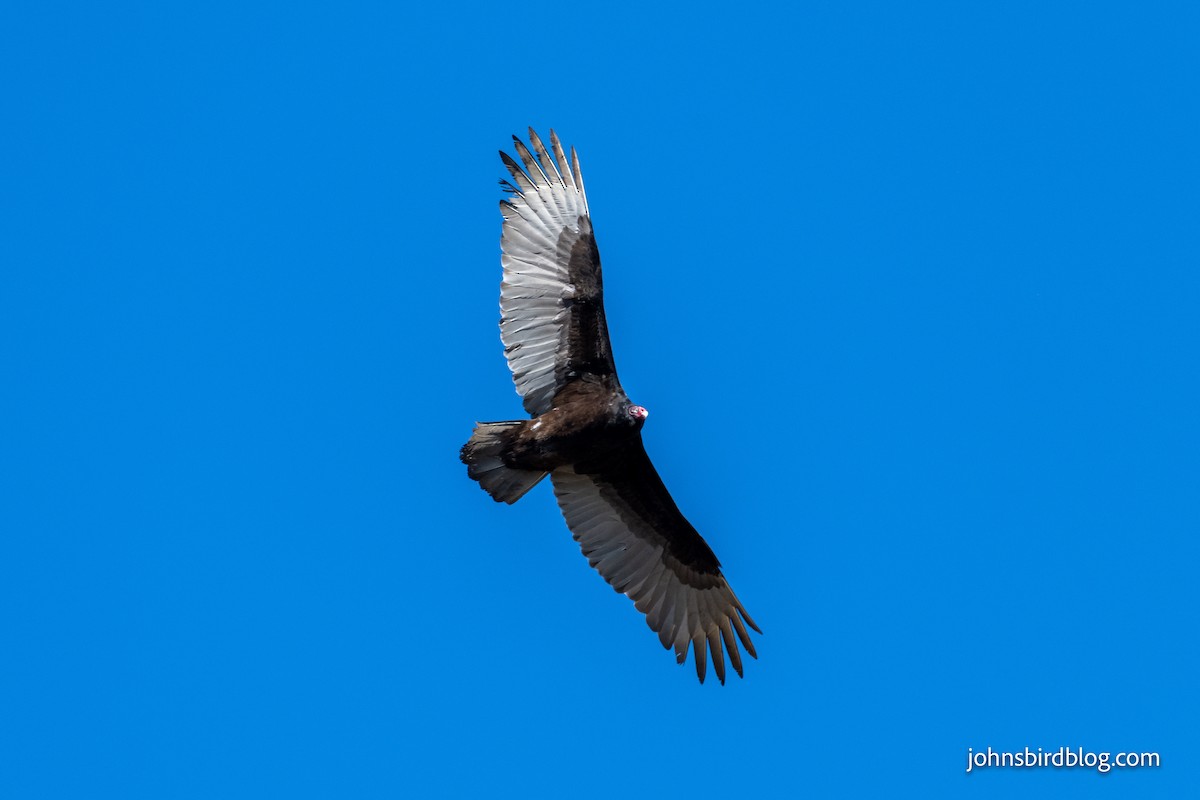 Turkey Vulture - ML313337511