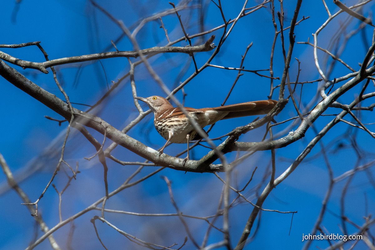 Brown Thrasher - ML313337541