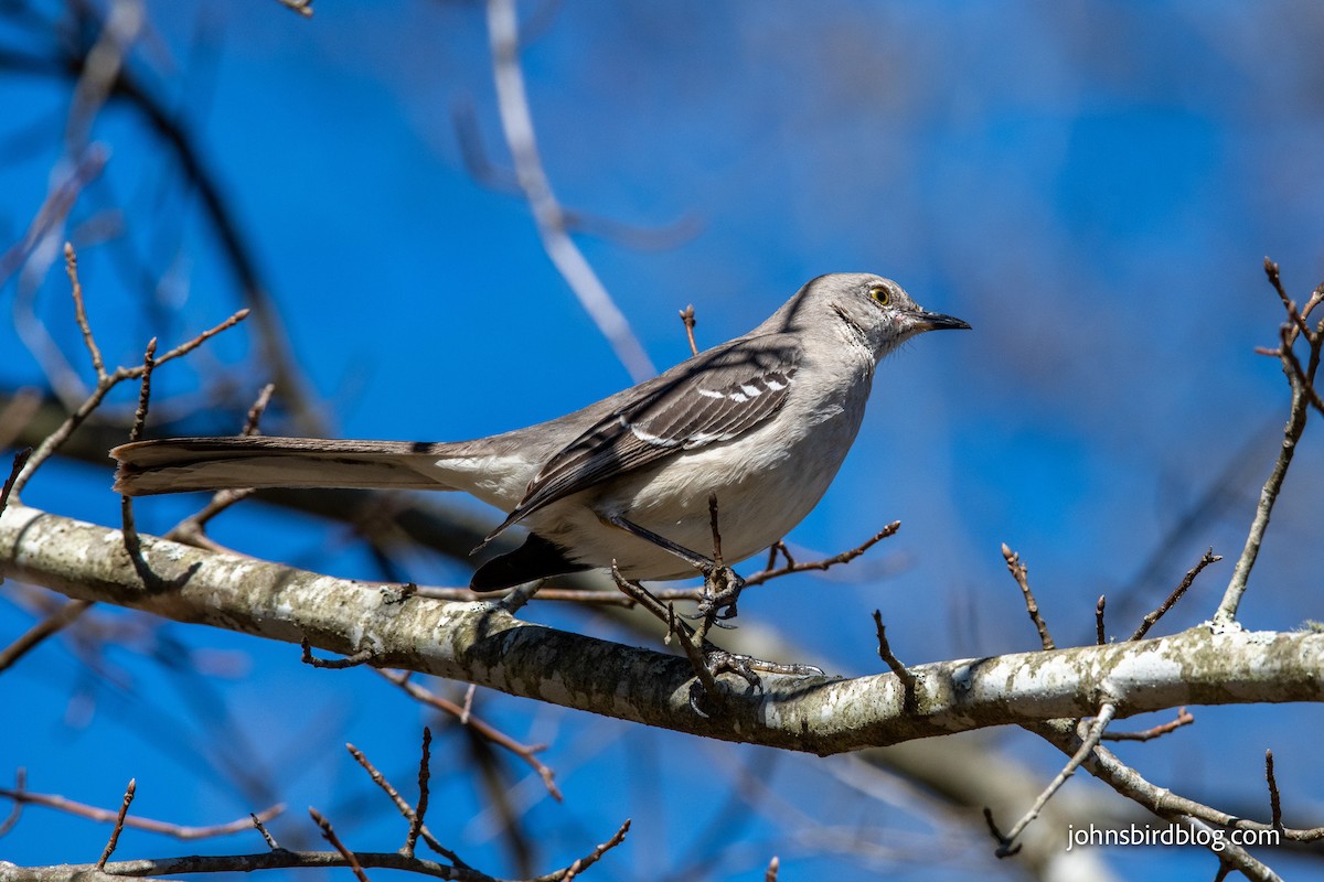 Northern Mockingbird - ML313337631