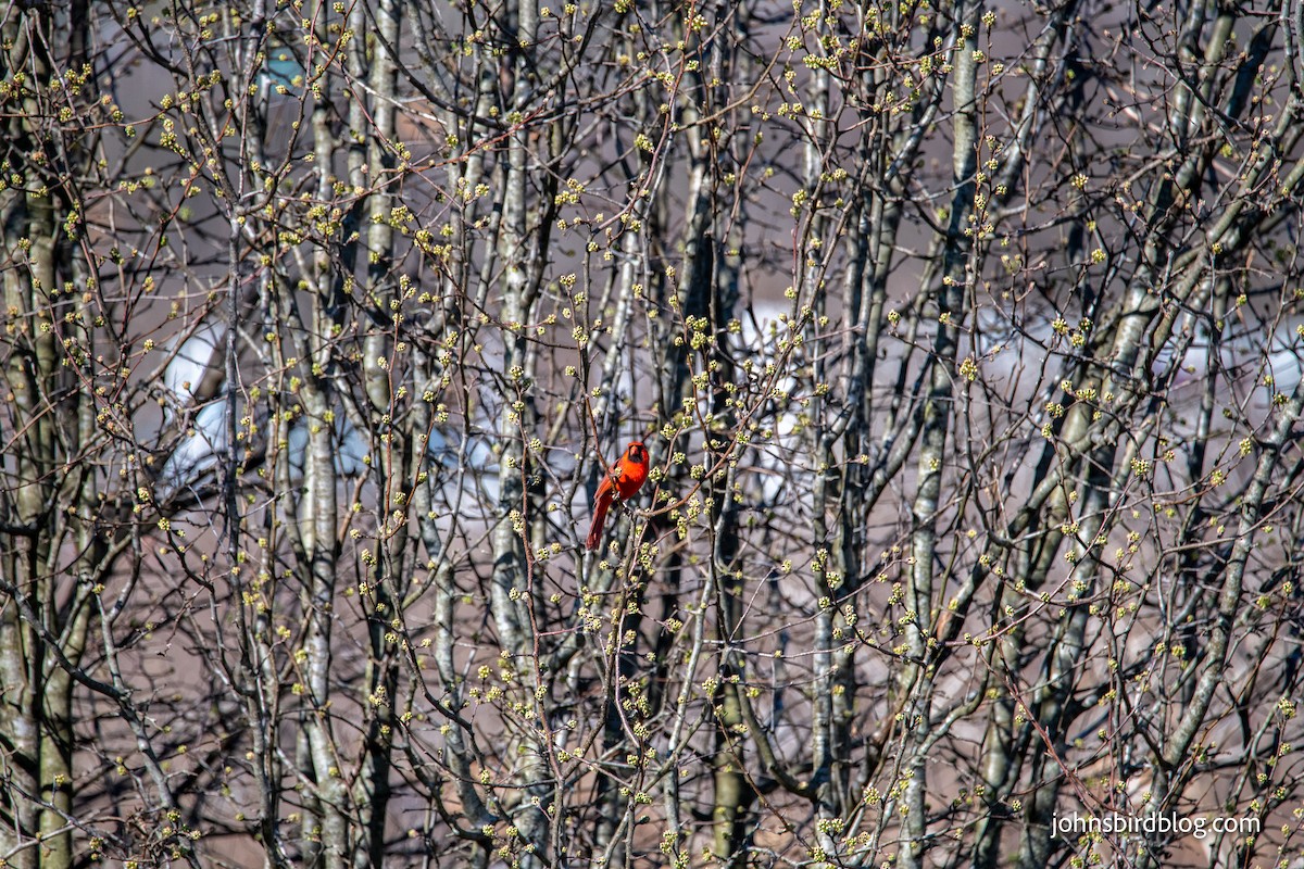 Northern Cardinal - ML313337731