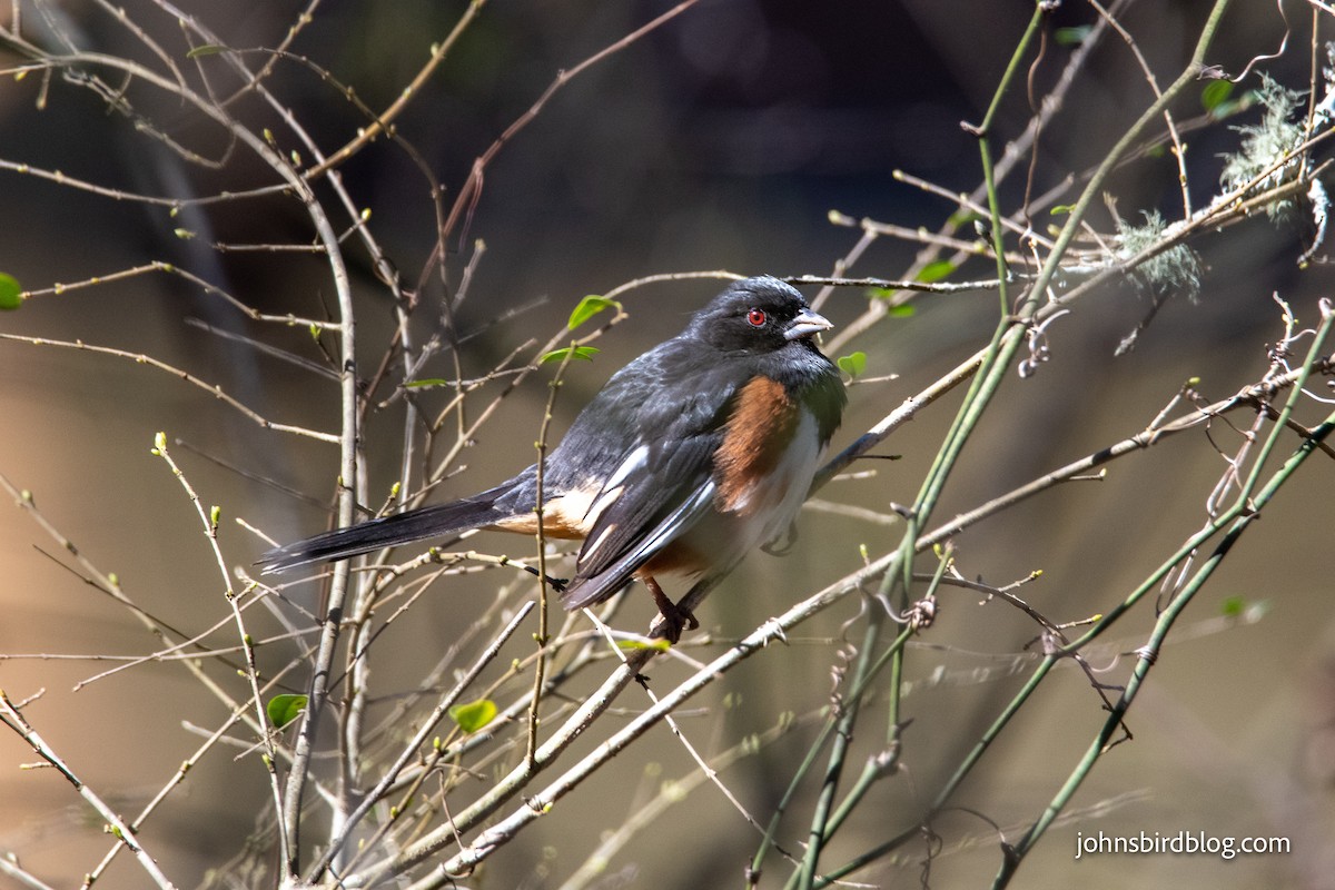 Eastern Towhee - ML313337771