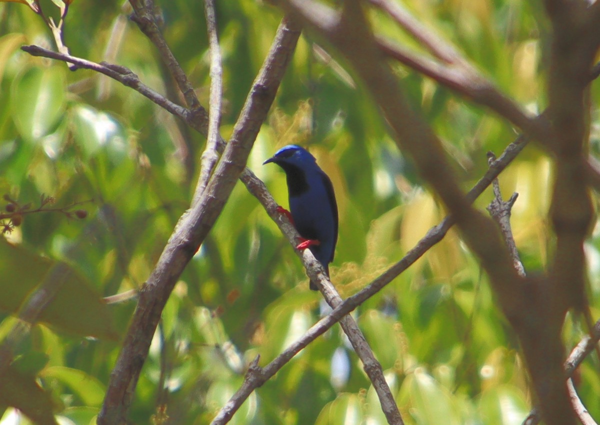 Short-billed Honeycreeper - ML313338421