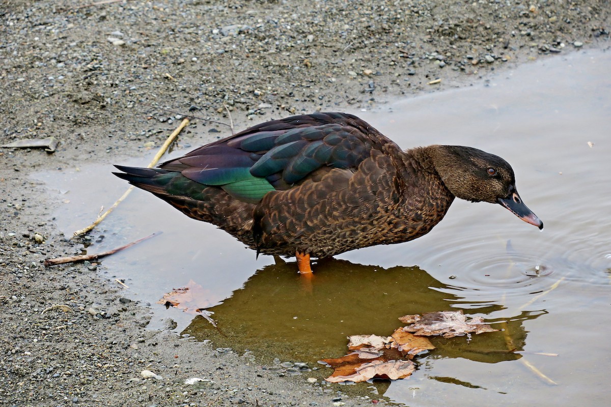 Muscovy Duck x Mallard (hybrid) - Hank Heiberg