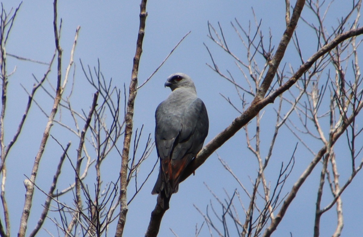 Plumbeous Kite - Wayne Paes