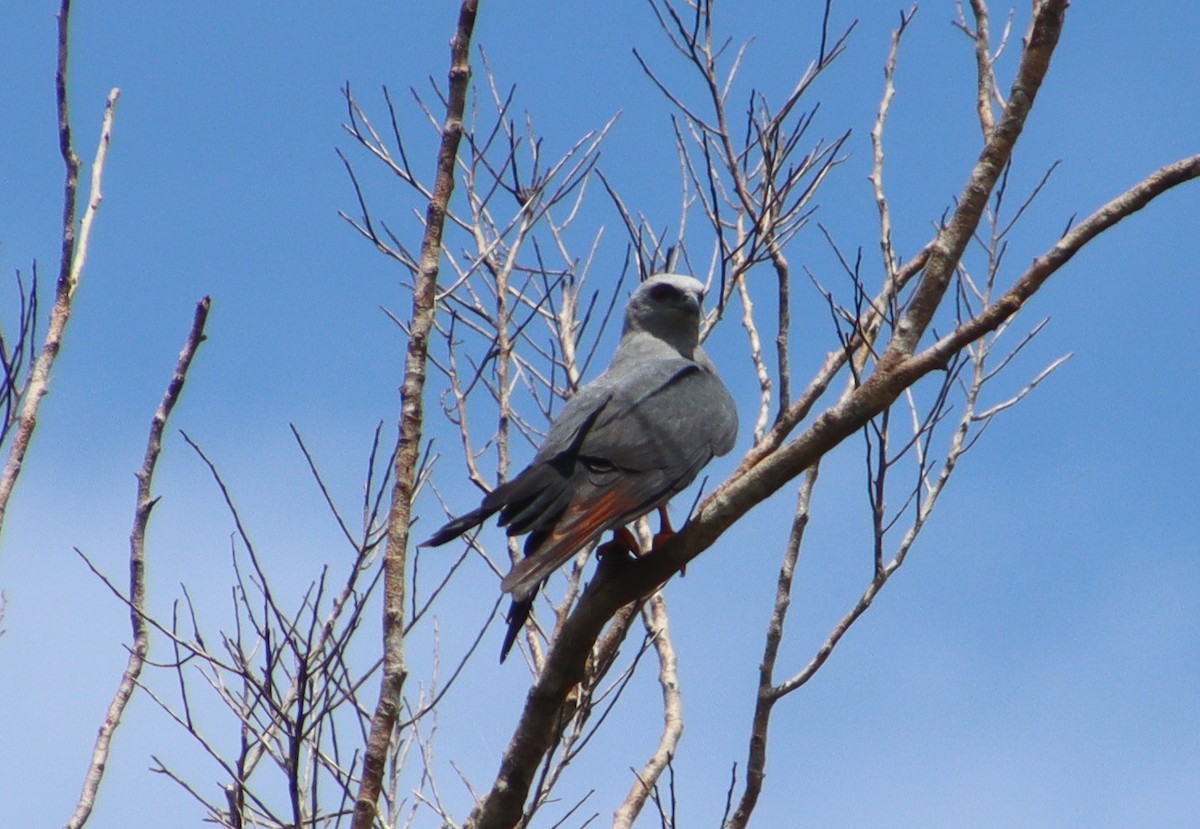 Plumbeous Kite - Wayne Paes