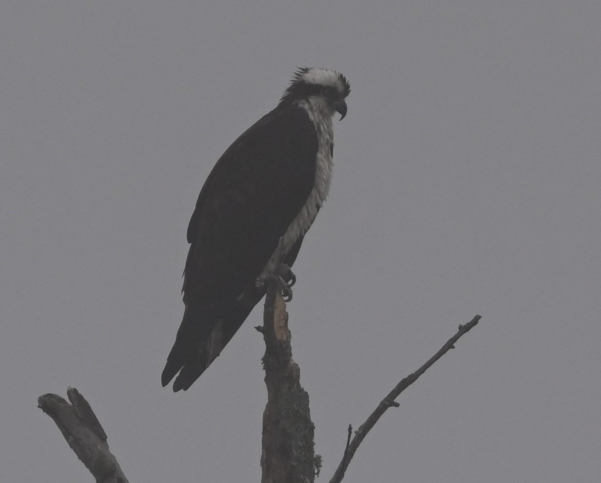 Osprey - ML313346381