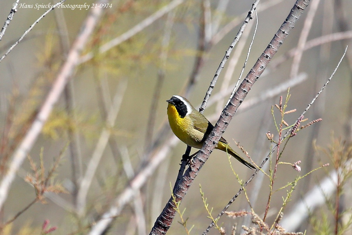 Weidengelbkehlchen - ML313346741